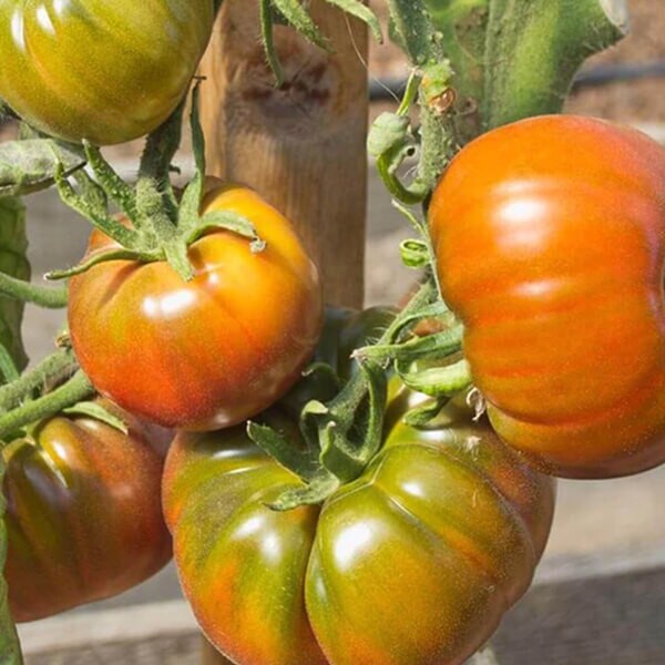 West Coast Seeds Beefsteak Tomato